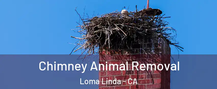  Chimney Animal Removal Loma Linda - CA