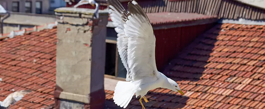Residential Chimney Animal Removal Solution in Loma Linda, CA